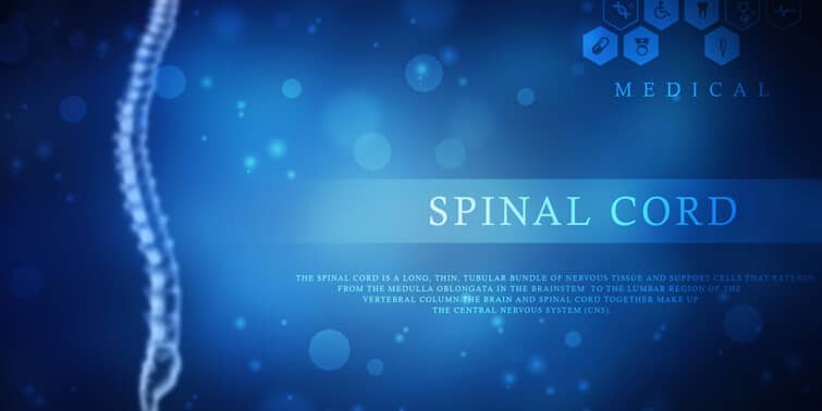 Spinal Cord Is More Brilliant Than We Assumed, Specially For Hands