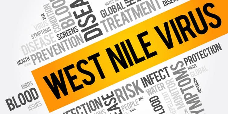 WNV West Nile Virus Spotted Again In India, Government Taking Measures To Stop Further Spreading